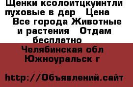 Щенки ксолоитцкуинтли пуховые в дар › Цена ­ 1 - Все города Животные и растения » Отдам бесплатно   . Челябинская обл.,Южноуральск г.